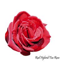 Buy canvas prints of A beautiful Red "Hybrid Tea" rose by Frank Irwin