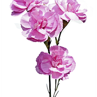 Buy canvas prints of Beautiful, colourful carnations (Pinks) by Frank Irwin