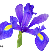 Buy canvas prints of  Beautiful Blue Iris by Frank Irwin