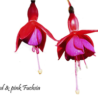 Buy canvas prints of  Beautiful Red & Purple Fuchsia by Frank Irwin