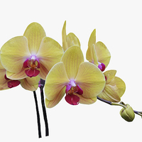 Buy canvas prints of  Beautiful yellow orchid by Frank Irwin