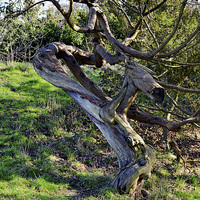 Buy canvas prints of  Old twisted tree by Frank Irwin