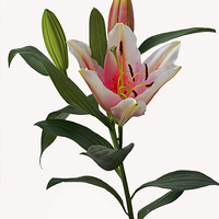 Buy canvas prints of  Beautiful pinkish Lily by Frank Irwin