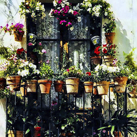 Buy canvas prints of  Florally 'decked out' window in Minorca by Frank Irwin