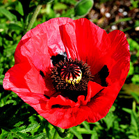 Buy canvas prints of Red poppy, close up and in full bloom by Frank Irwin