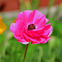 Buy canvas prints of Colourful Ranunculus by Frank Irwin