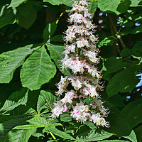 Buy canvas prints of Flower of the Horse Chestnut tree by Frank Irwin