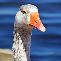 Buy canvas prints of The Pilgrim Goose posing for the camera by Frank Irwin
