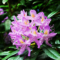 Buy canvas prints of Beautiful Rhododendron by Frank Irwin