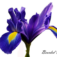 Buy canvas prints of Beautiful Bearded Iris by Frank Irwin