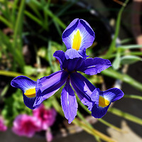 Buy canvas prints of Beautiful Bearded Iris by Frank Irwin