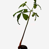 Buy canvas prints of A "Conker" turning into a Horse Chestnut tree. by Frank Irwin