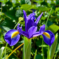 Buy canvas prints of Beautiful Blue Spring Iris by Frank Irwin