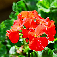 Buy canvas prints of Beautiful Geraniums by Frank Irwin