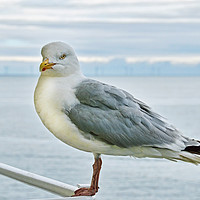Buy canvas prints of Seagull on high, posing for the camera by Frank Irwin