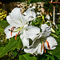 Buy canvas prints of Lily Casa Blanca by Frank Irwin