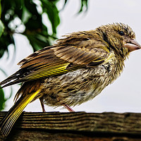 Buy canvas prints of Young Greenfinch visitor by Frank Irwin