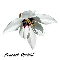 Buy canvas prints of The "Peacock Orchid" in all its glory by Frank Irwin