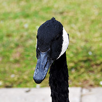 Buy canvas prints of "What's that thing in your hand?" Asked the Goose. by Frank Irwin