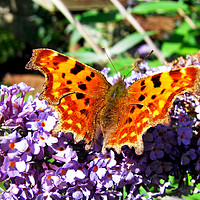 Buy canvas prints of The Comma butterfly enjoying a feast by Frank Irwin