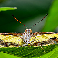Buy canvas prints of The Malechite butterfly staring me down! by Frank Irwin