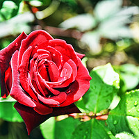 Buy canvas prints of A beautiful hybrid Tea Rose by Frank Irwin