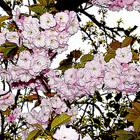 Buy canvas prints of Cherry Blossom artistically portrayed by Frank Irwin