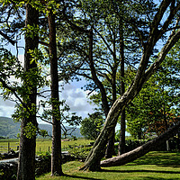 Buy canvas prints of An odd row of trees in Harlech by Frank Irwin