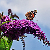 Buy canvas prints of Buddleia & Red Admiral by Frank Irwin