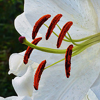 Buy canvas prints of Lily Casa Blanca by Frank Irwin