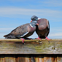 Buy canvas prints of "Canoodling" woodpidgeons by Frank Irwin