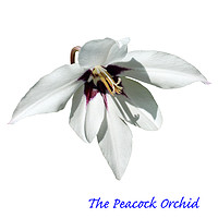 Buy canvas prints of The Peacock Orchid by Frank Irwin