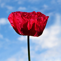 Buy canvas prints of Beautiful Red Poppy by Frank Irwin