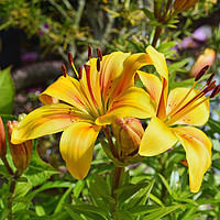 Buy canvas prints of Two beautiful yellow Lilies by Frank Irwin