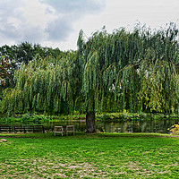 Buy canvas prints of A massive Salix Babylonica by the River Trtent by Frank Irwin