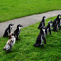 Buy canvas prints of Humboldt Penguins by Frank Irwin