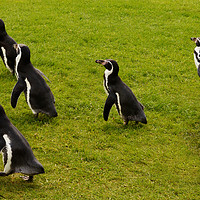 Buy canvas prints of Humboldt penguins frolicking around by Frank Irwin