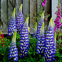 Buy canvas prints of Beaufiful, colourful, giant Lupins by Frank Irwin