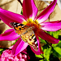 Buy canvas prints of The Painted Lady butterfly by Frank Irwin