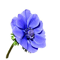 Buy canvas prints of Blue Anemone by Frank Irwin