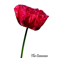 Buy canvas prints of The Common Red Poppy by Frank Irwin