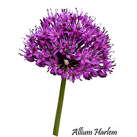 Buy canvas prints of Allium Haarlem Superglobe by Frank Irwin