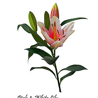 Buy canvas prints of Pink and White Lily by Frank Irwin