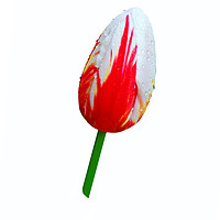 Buy canvas prints of Beautiful variegated Tulip by Frank Irwin