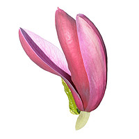 Buy canvas prints of Flower from a beautiful Magnolia shrub. by Frank Irwin