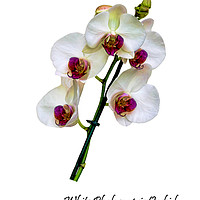 Buy canvas prints of Beautiful White Phalaenopsis Orchid by Frank Irwin