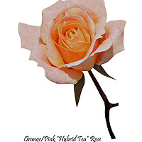 Buy canvas prints of A Beautiful Orange/Pink Hybrid Tea Rose by Frank Irwin
