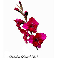Buy canvas prints of The Beautiful Red Gladioli aka (Sword Lily)  by Frank Irwin