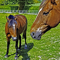 Buy canvas prints of Mother and foal by Frank Irwin