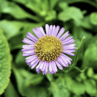 Buy canvas prints of The lovely border plant - Aster by Frank Irwin